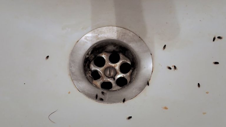 Drain flies gathered around a bathroom floor drain due to build-up inside the drain pipe