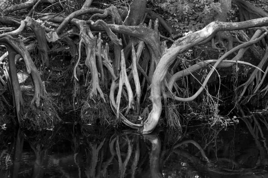 tree roots in sewer lines Gold Coast - Tree Roots in Sewer Lines Gold Coast: Prevention & Removal Solutions