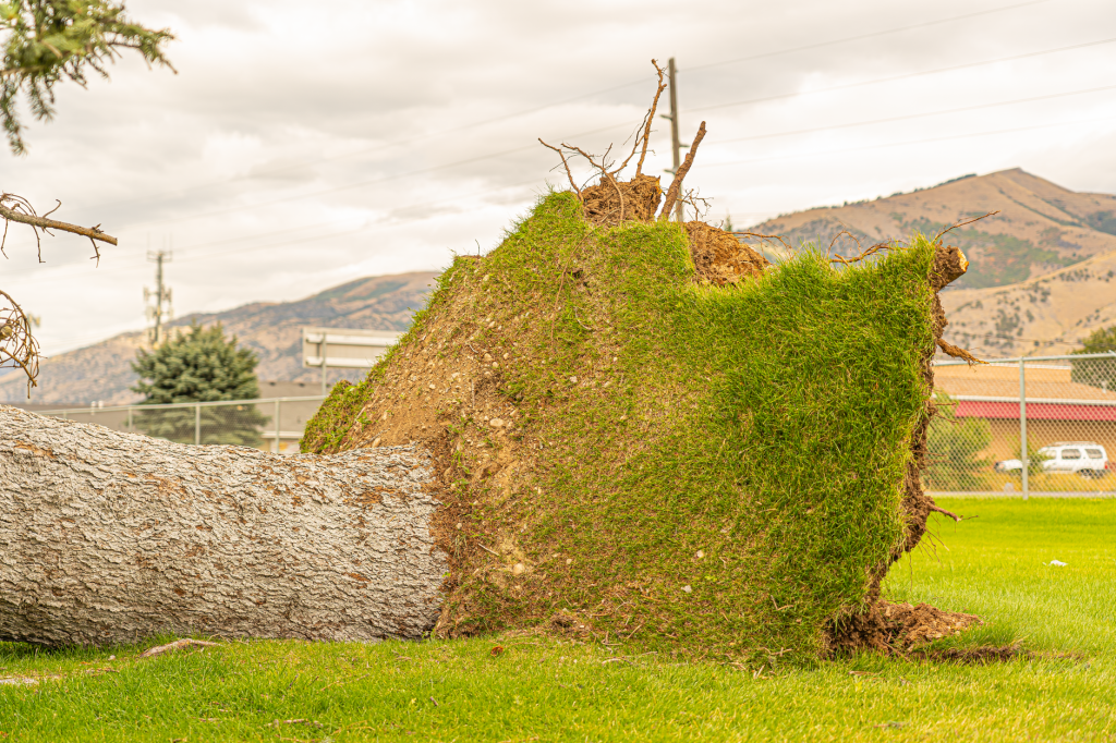 pipe relining tree root damage - Can Pipe Relining Fix Tree Root Damage? What Gold Coast Homeowners Need to Know