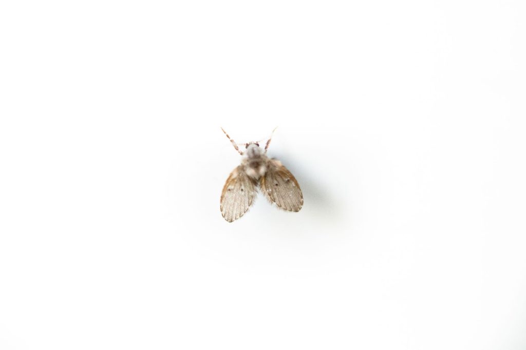 drain flies gold coast - How to Get Rid of Drain Flies in Your Gold Coast Home
