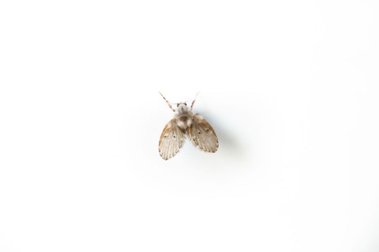 drain flies gold coast - How to Get Rid of Drain Flies in Your Gold Coast Home
